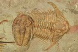 Two Orange Foulonia Trilobite With Euloma - Fezouata Formation #270138-3